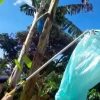 WhatsApp Image 2024-10-29 at 12.37.15 AM (1) EMBOLSADORA DE PLATANO Y BANANO