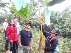 WhatsApp Image 2024-12-05 at 3.27.28 PM (1) EMBOLSADORA DE PLATANO Y BANANO