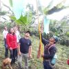 WhatsApp Image 2024-12-05 at 3.27.28 PM (2) EMBOLSADORA DE PLATANO Y BANANO