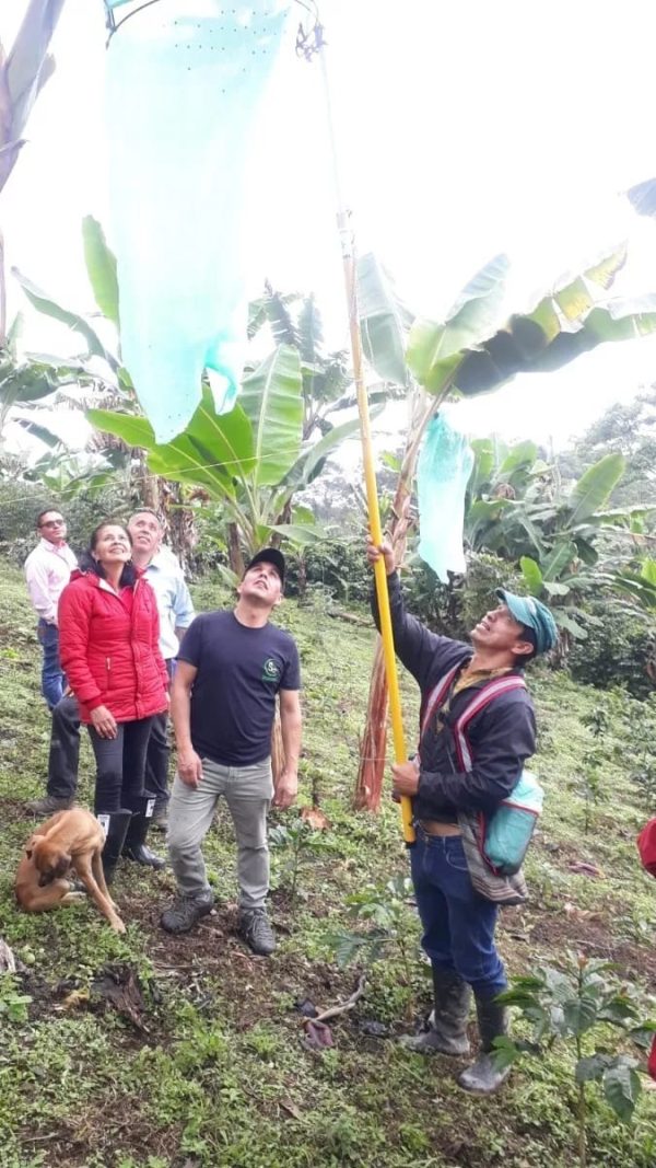 WhatsApp Image 2024-12-05 at 3.27.28 PM (2) EMBOLSADORA DE PLATANO Y BANANO
